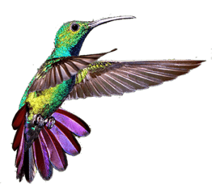 Google colibri